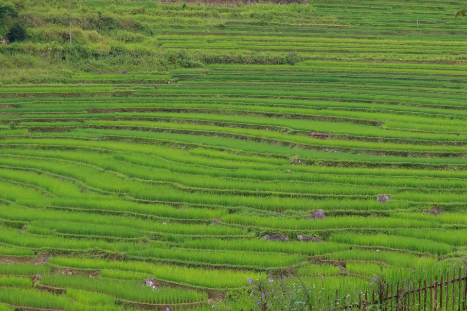 Kho gạo của Trần Văn Đào